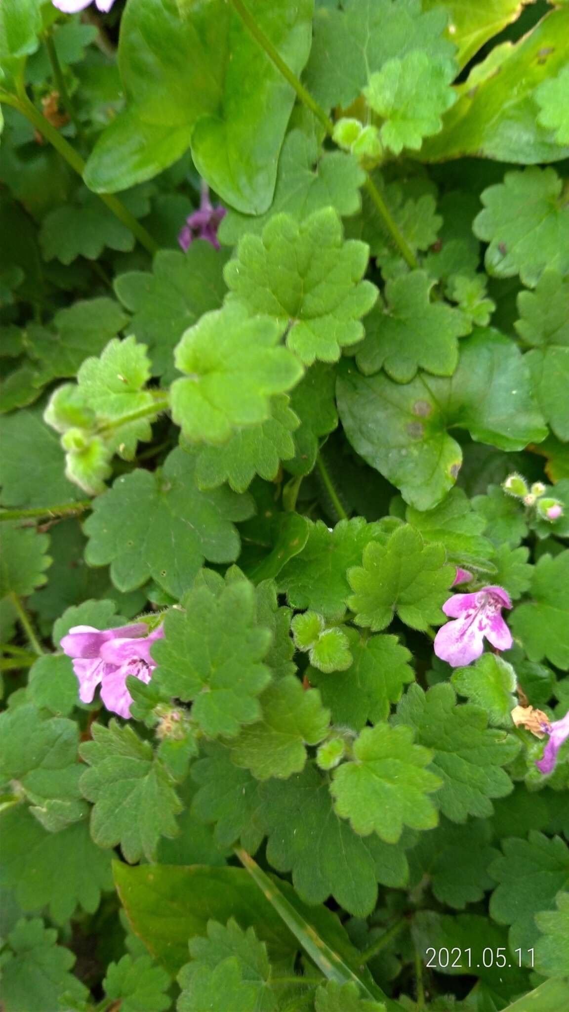 Image of Suzukia shikikunensis Kudô