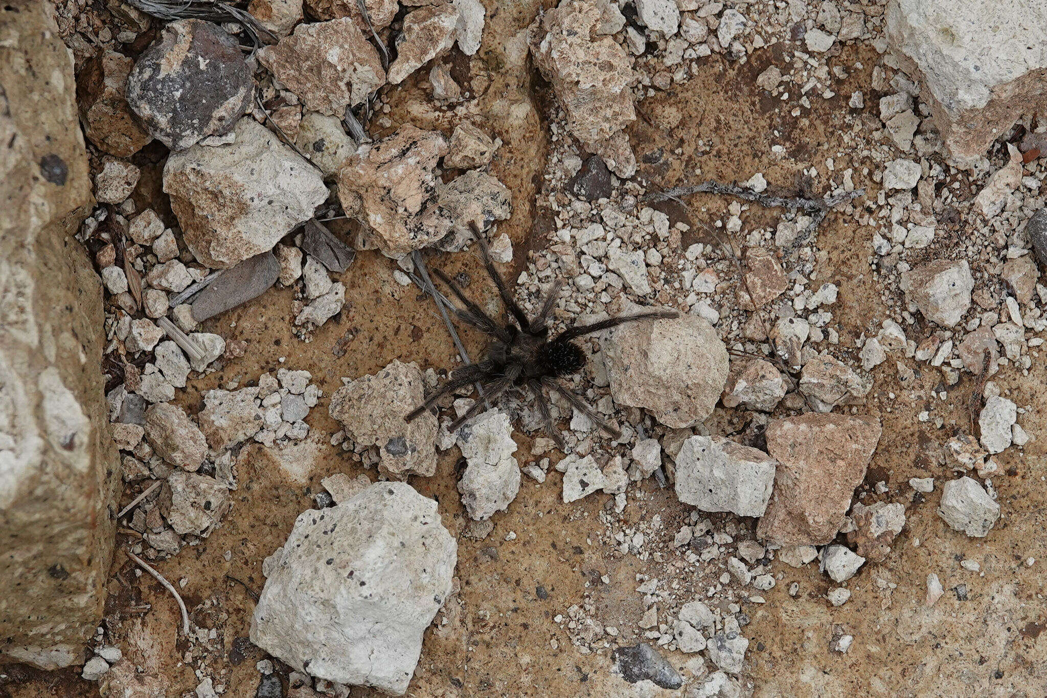 Image of Aphonopelma superstitionense Hamilton, Hendrixson & Bond 2016