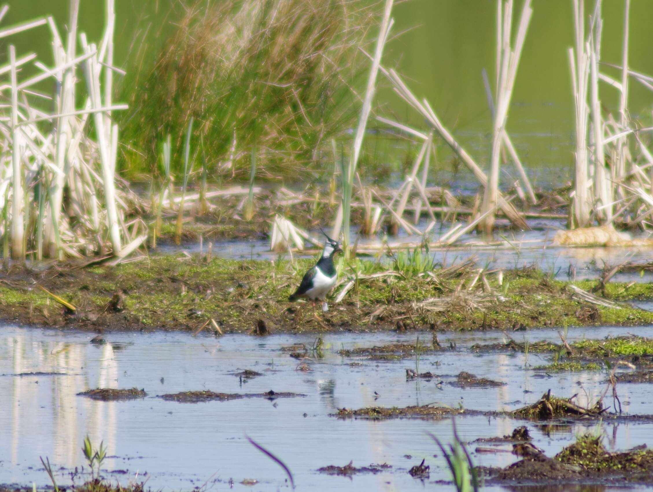 Image of Lapwing