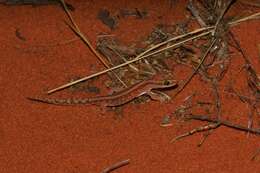 Image of Crowned Gecko