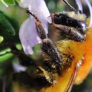 Imagem de Bombus muscorum (Linnaeus 1758)