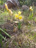 Image of common freesia