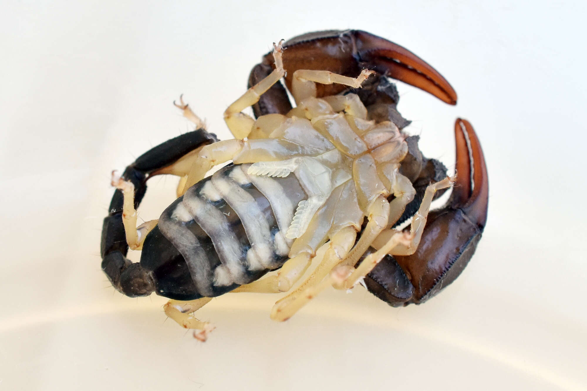 Euscorpius flavicaudis (De Geer 1778) resmi