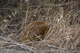 Image of Short-beaked Echidna