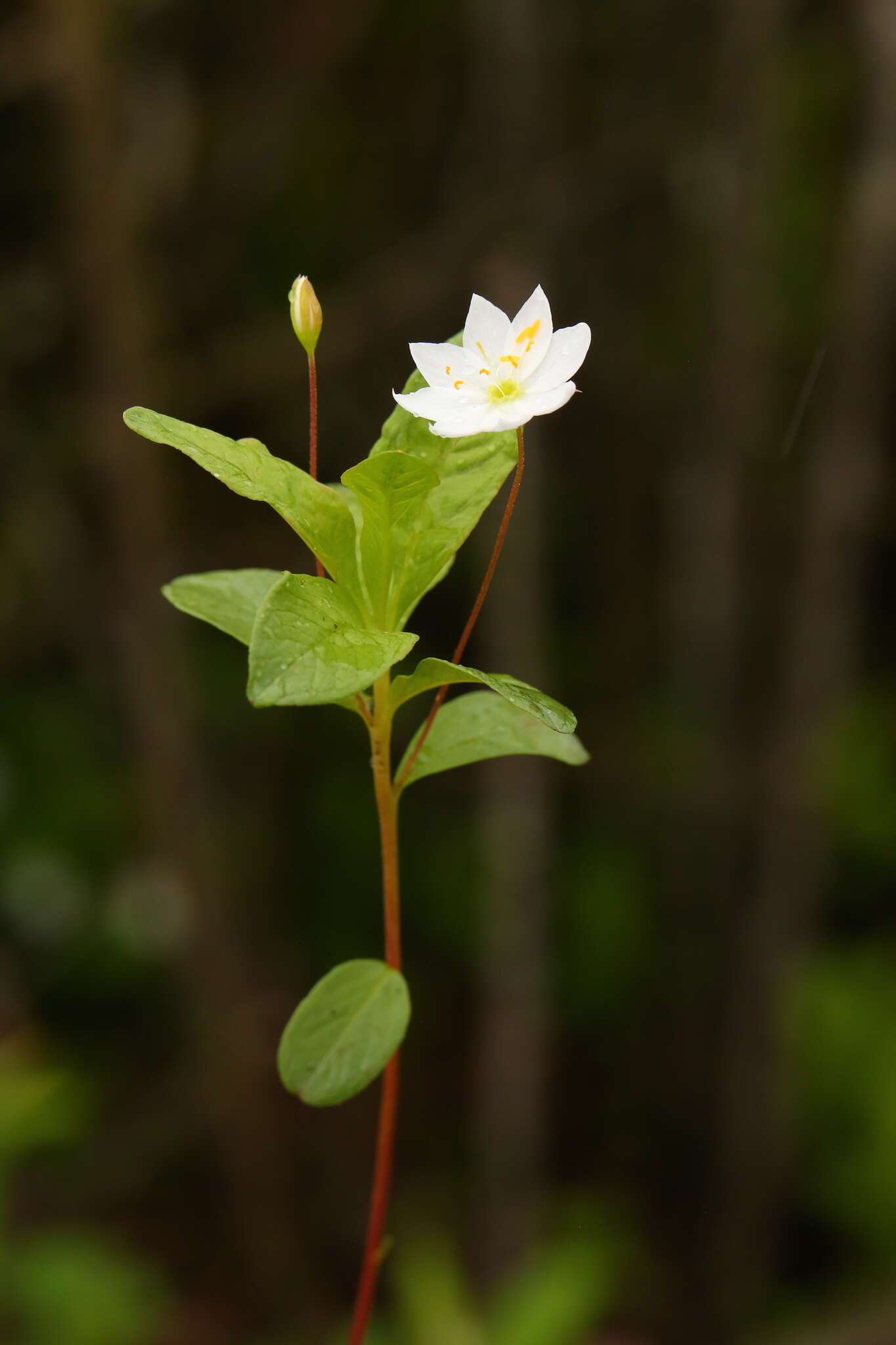 صورة Lysimachia europaea var. arctica (Fisch. ex Hook.)