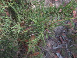 Image of <i>Daviesia ulicifolia</i> subsp. <i>ruscifolia</i>