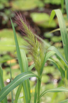 Image of Echinochloa telmatophila Michael & Vickery