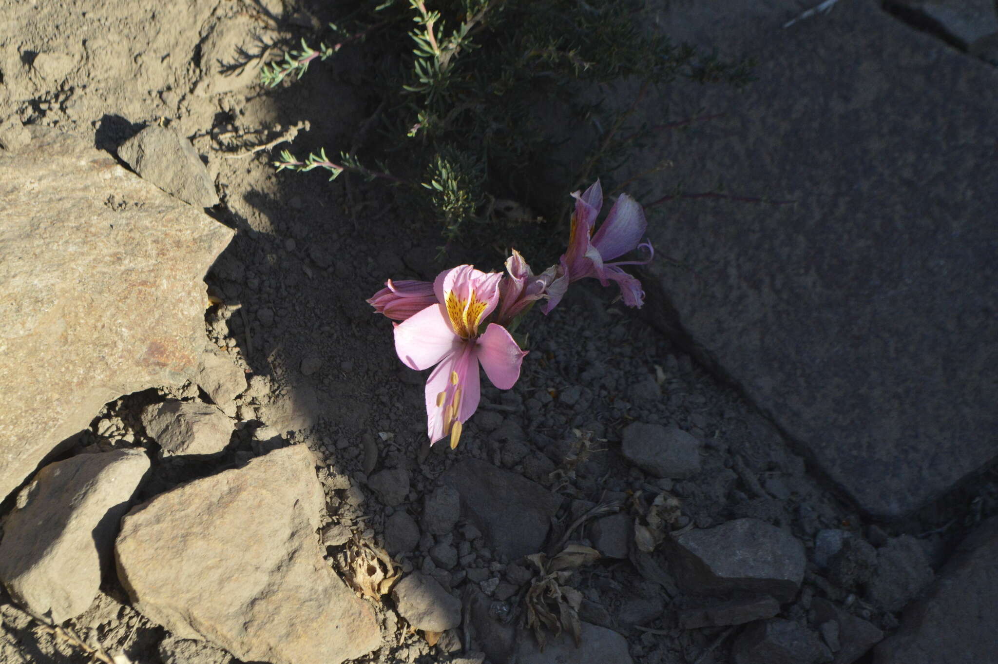 Image of Alstroemeria exserens Meyen