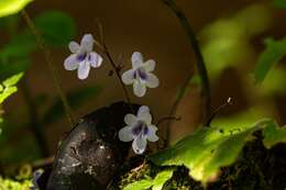 Image of Streptocarpus brachynema Hilliard & B. L. Burtt