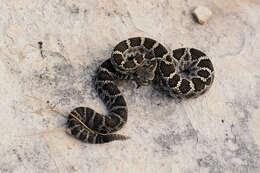 Crotalus cerberus (Coues ex Wheeler 1875)的圖片