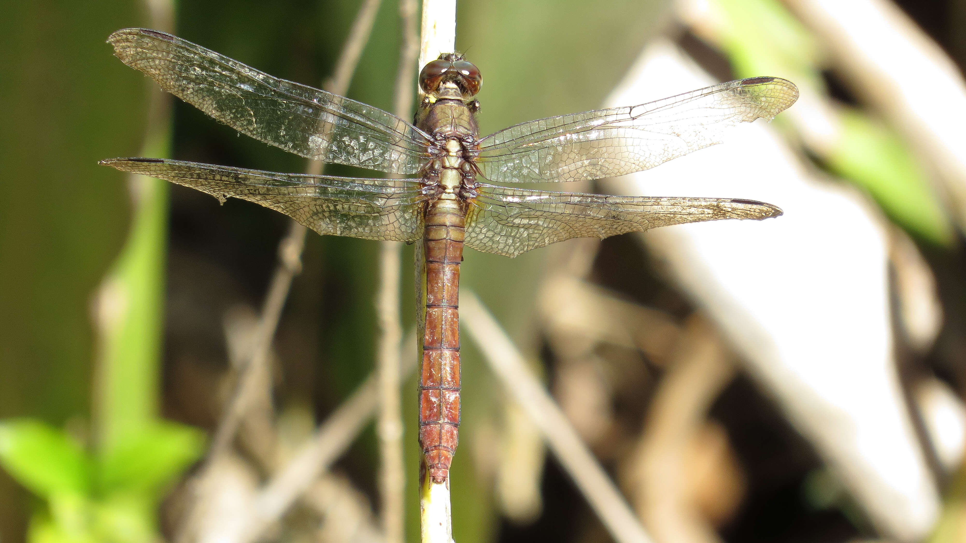 Слика од Orthetrum villosovittatum (Brauer 1868)