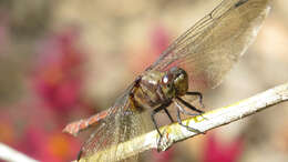 Image of Orthetrum villosovittatum (Brauer 1868)