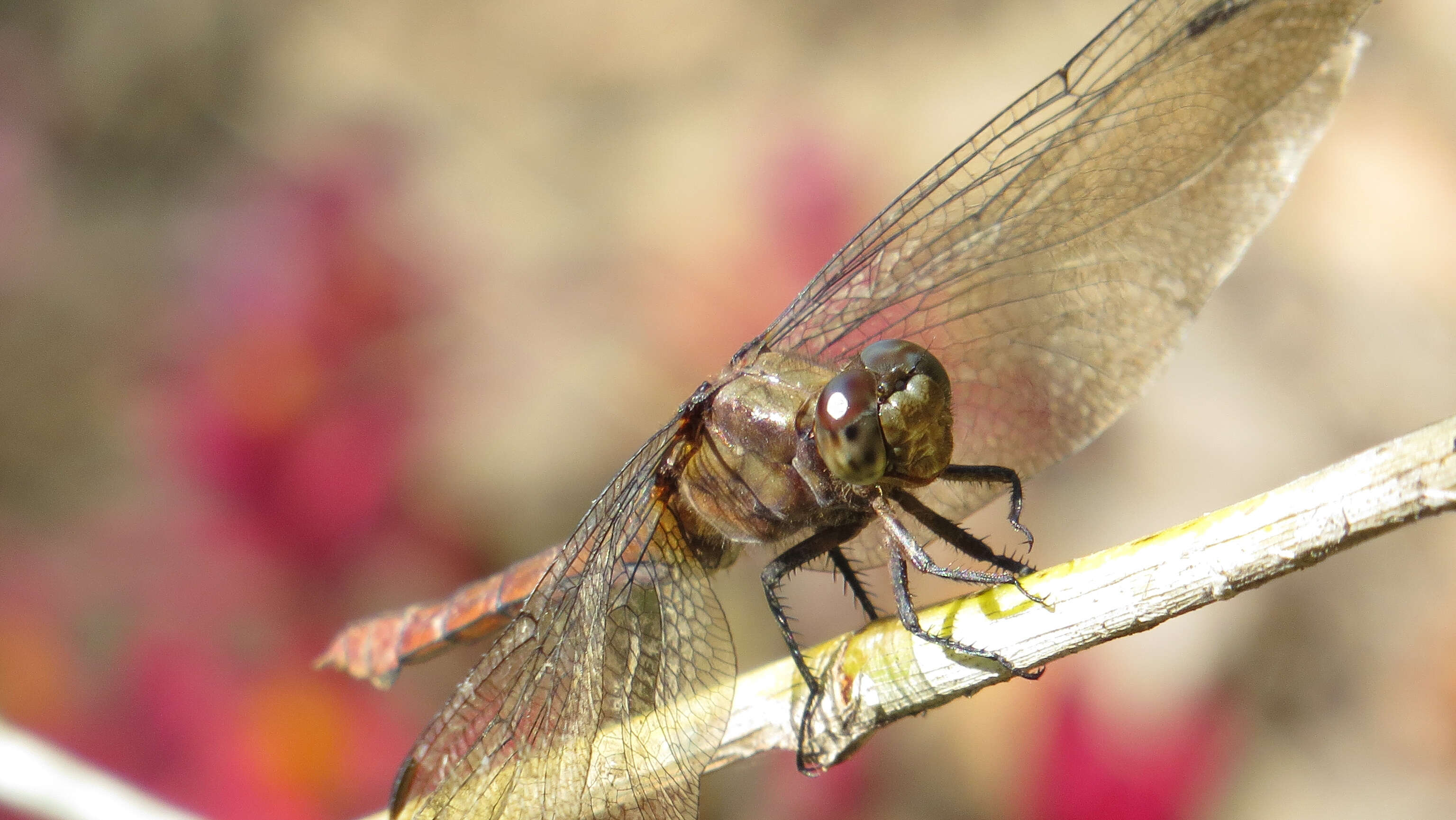 Image of Orthetrum villosovittatum (Brauer 1868)