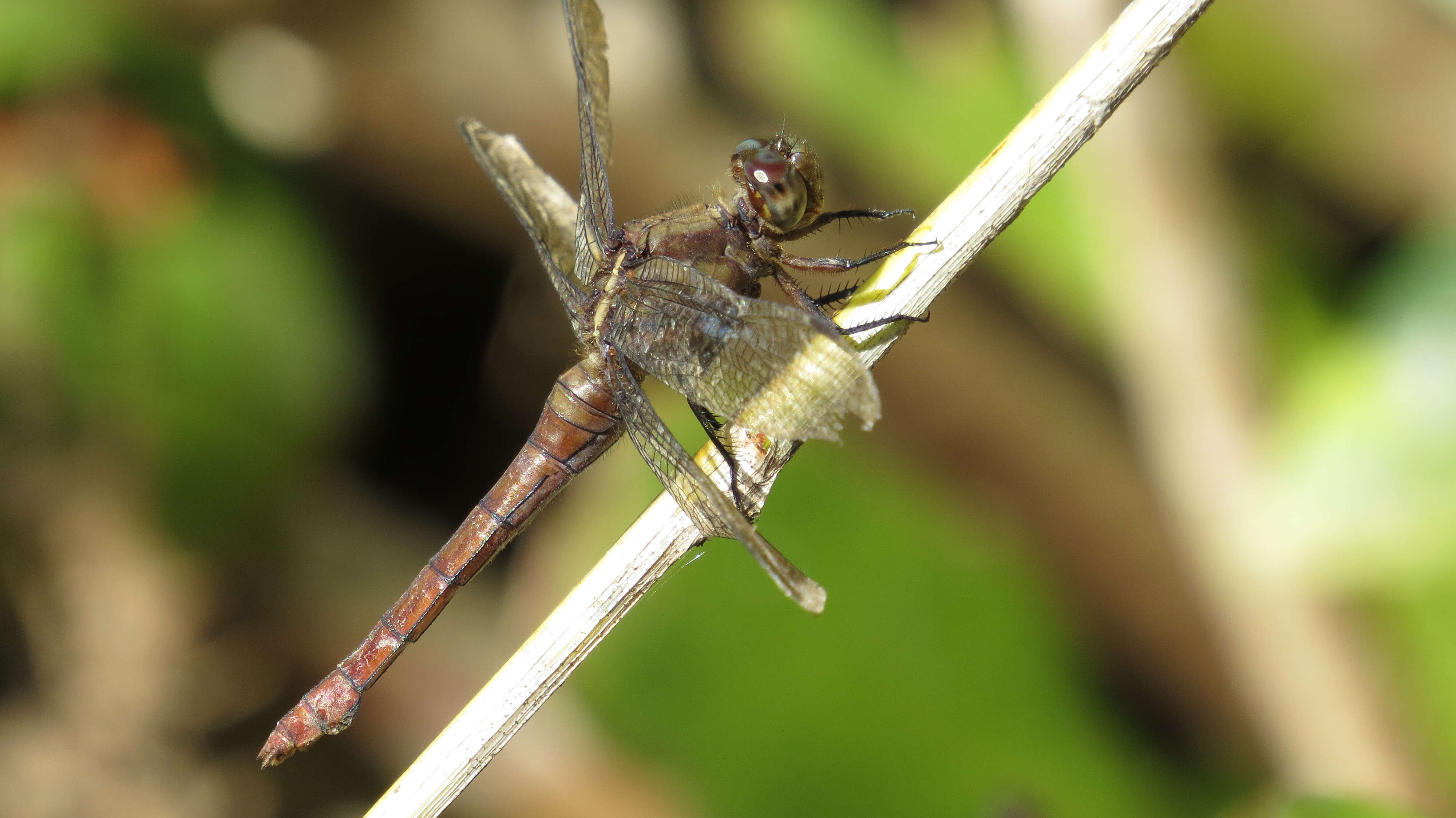 Слика од Orthetrum villosovittatum (Brauer 1868)