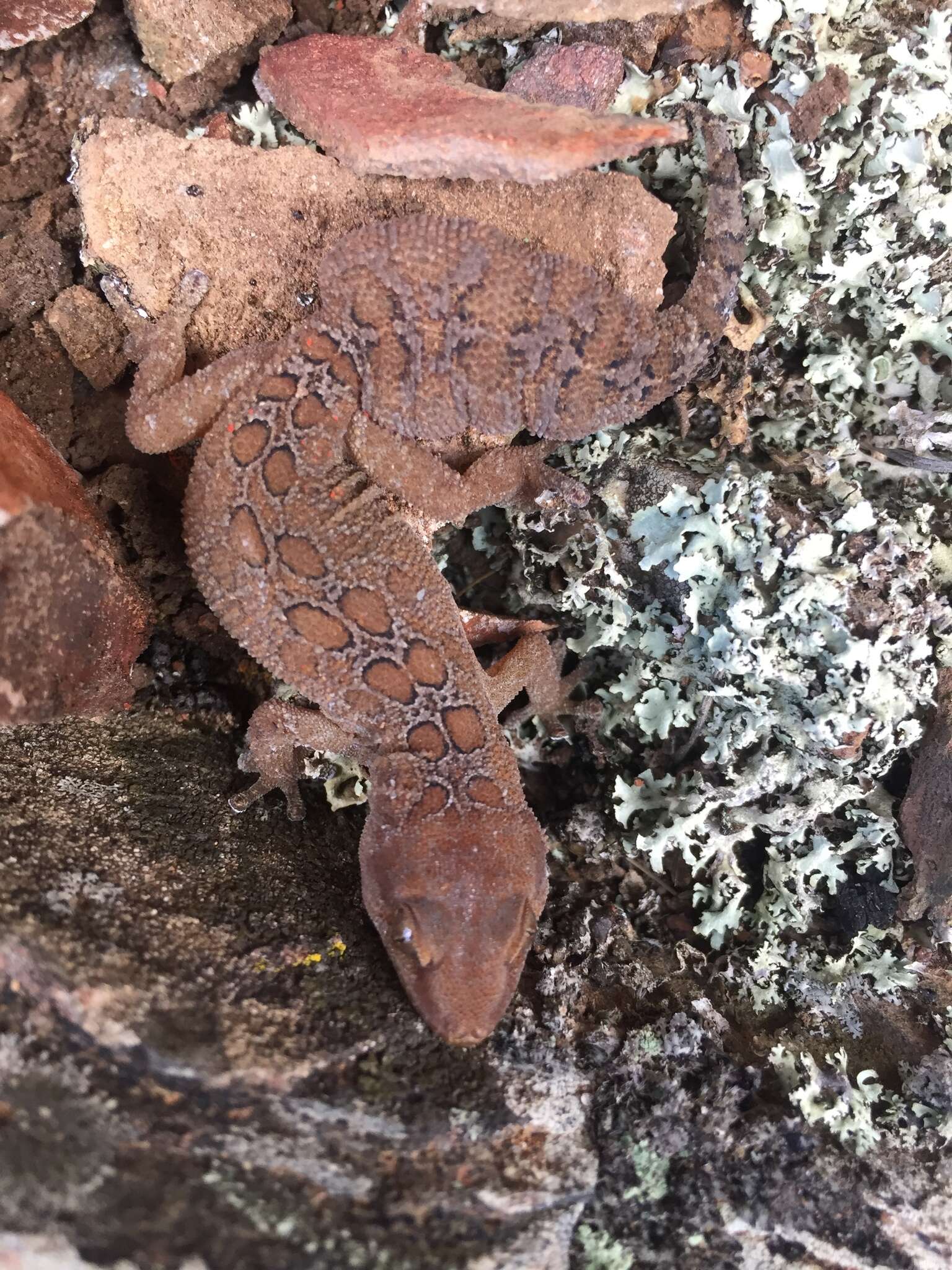 Image of Inland Thick-toed Gecko