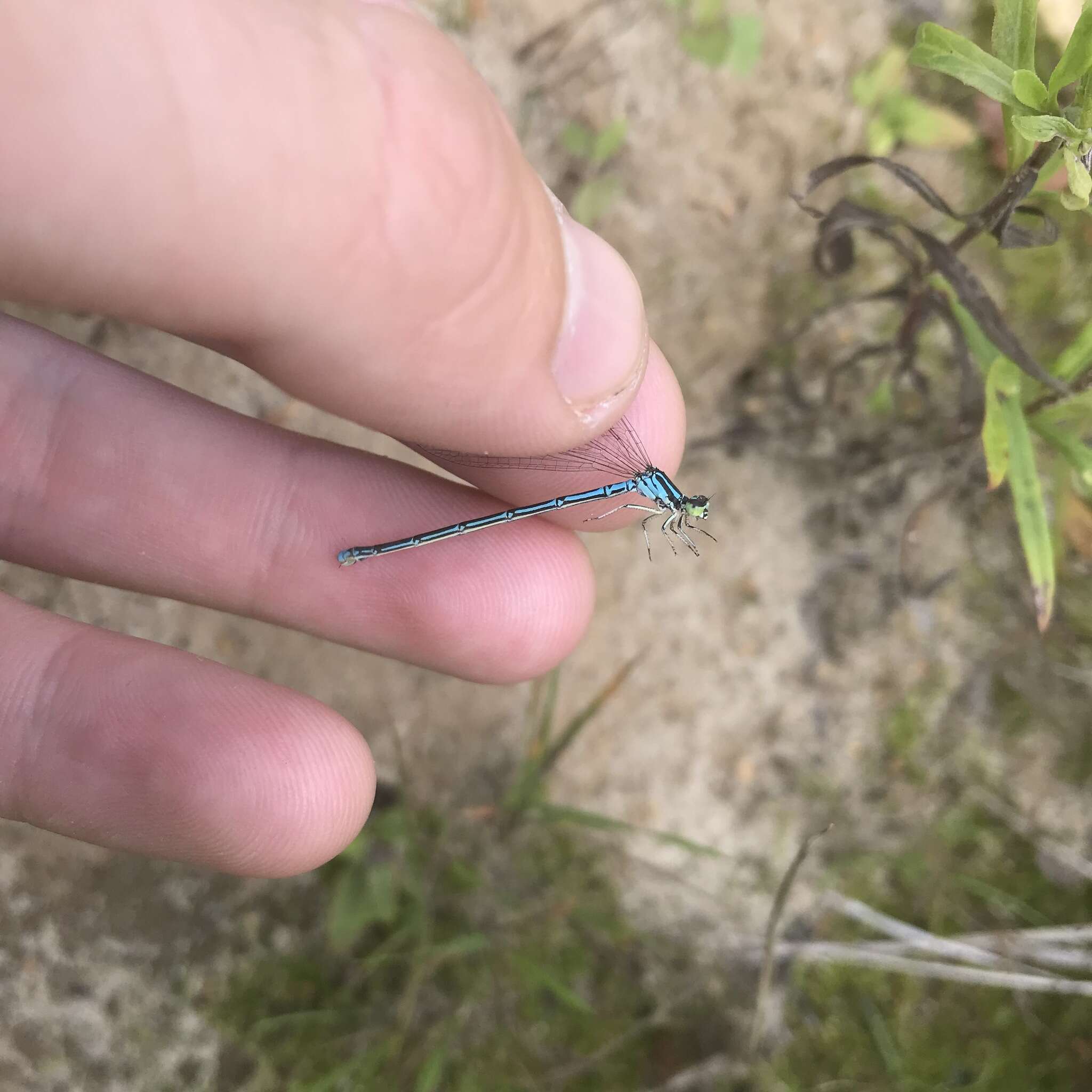 Plancia ëd Coenagrion johanssoni (Wallengren 1894)