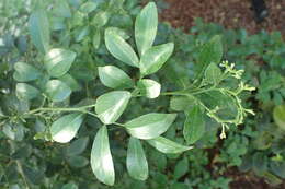 Image of orange jasmine