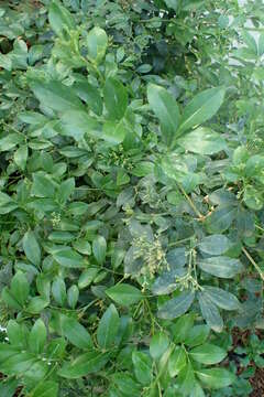 Image of orange jasmine