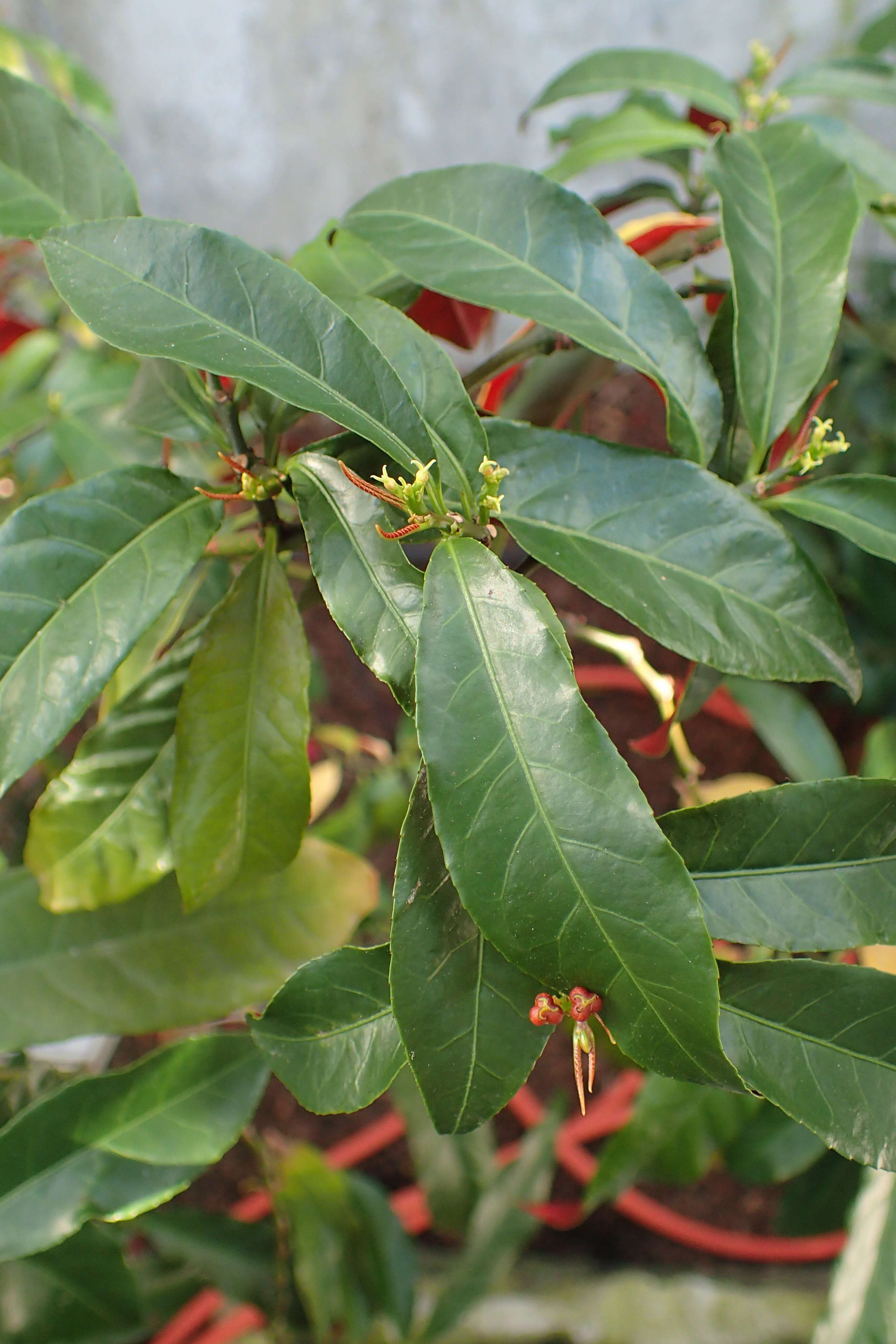 Sivun Excoecaria cochinchinensis Lour. kuva