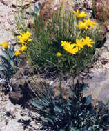 Image de Platyschkuhria integrifolia (A. Gray) Rydb.