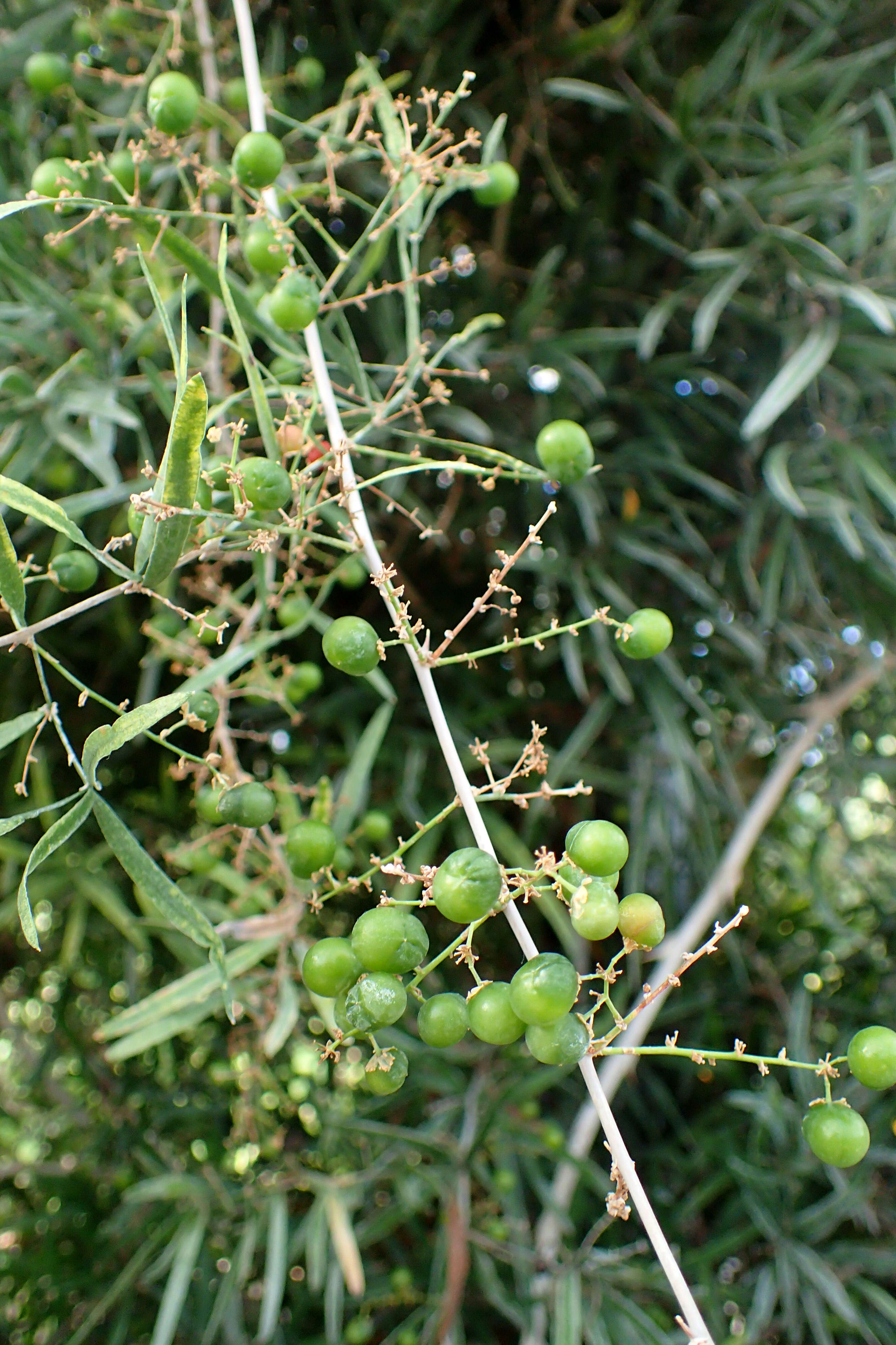 Image of "Sicklethorn asparagus,"