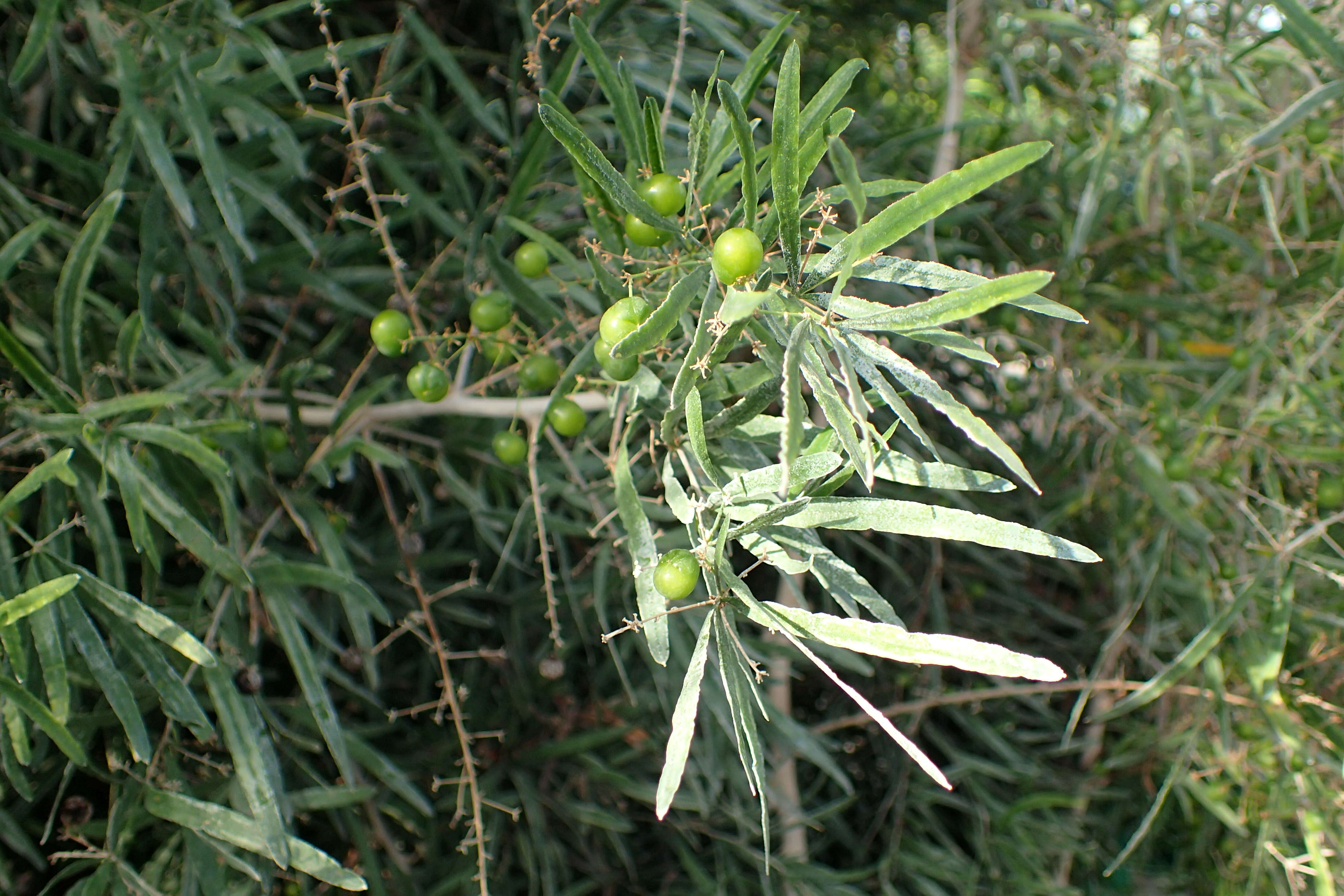 Image of "Sicklethorn asparagus,"