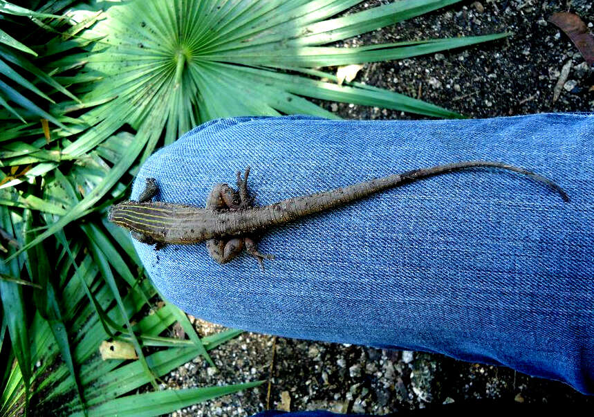 Image of YucatanWhiptail