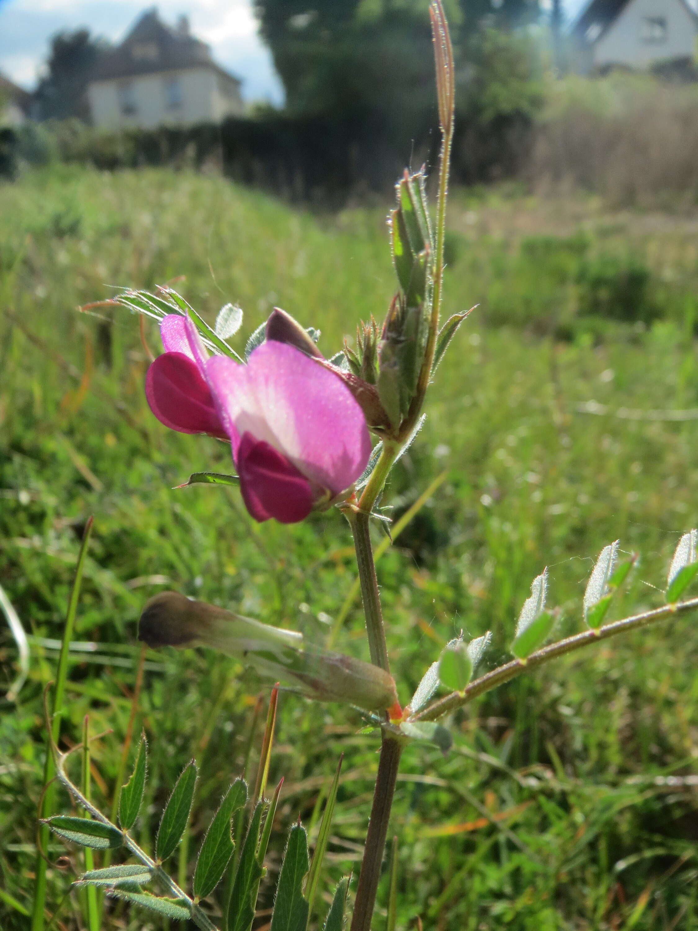 Image of Common Vetch