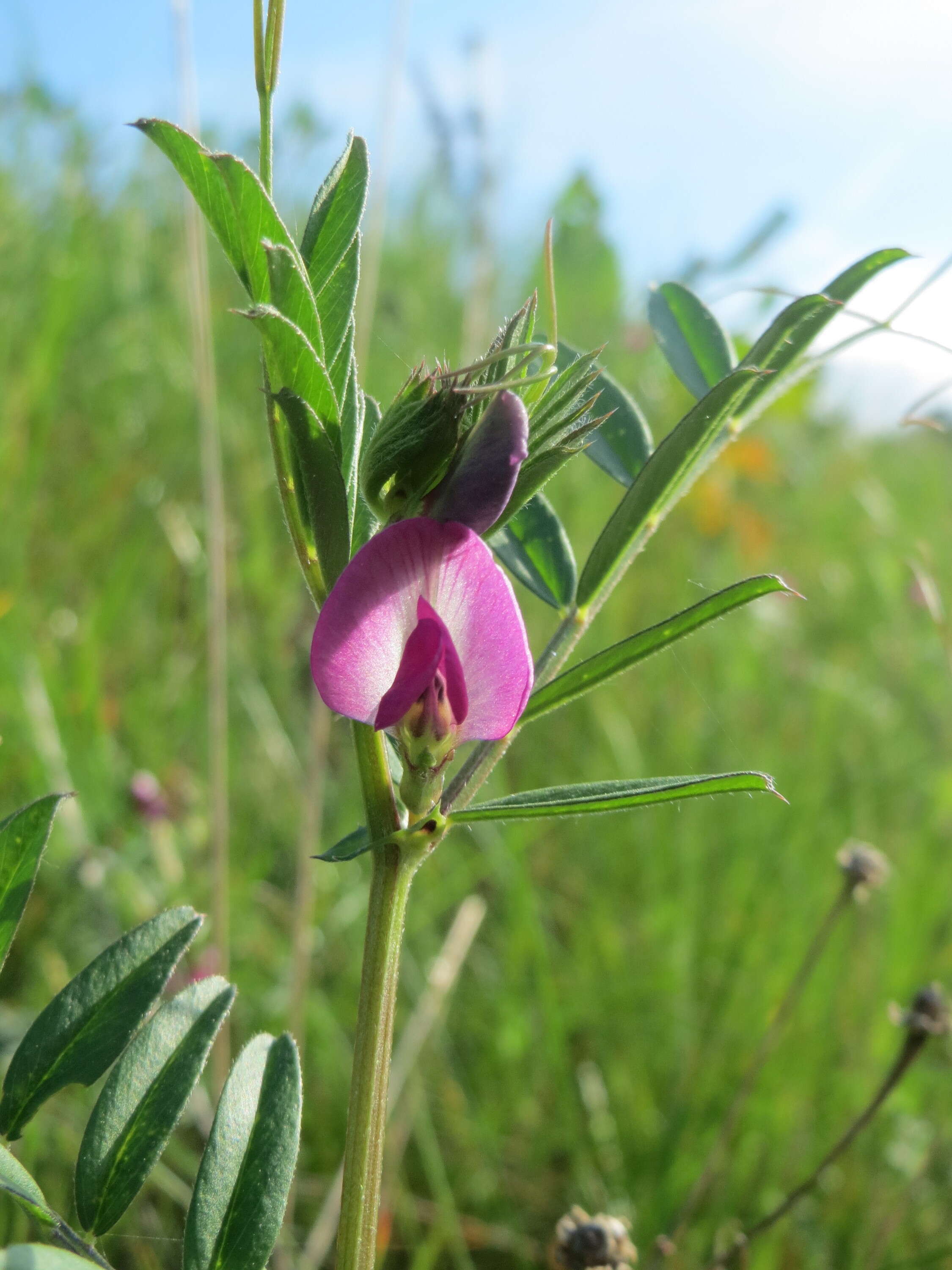 Image of Common Vetch