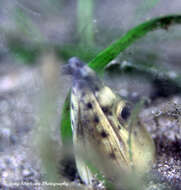 Image of Highfin snake eel