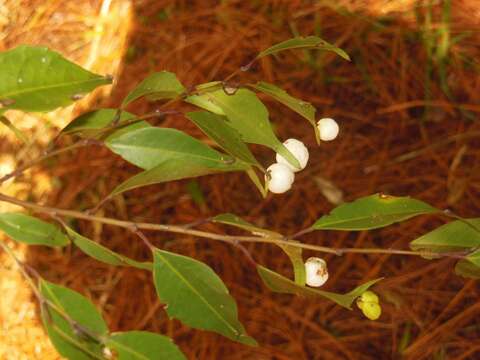 Phyllonoma laticuspis Engl. resmi