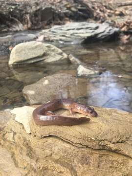 Image de Gyrinophilus porphyriticus porphyriticus