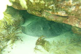 Image of Eastern Shovelnose Stingaree