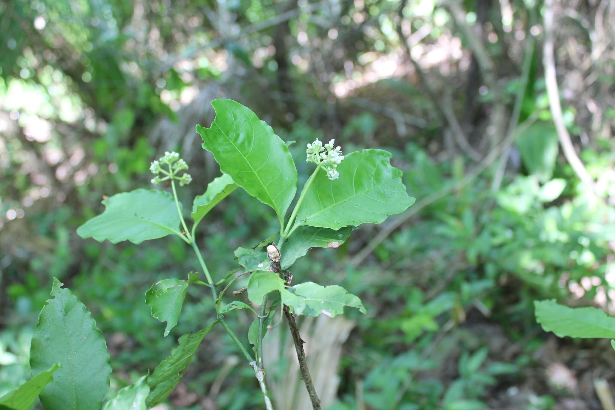 Image of Psychotria horizontalis Sw.