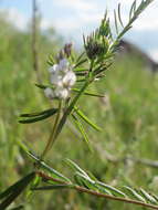 Image of Hairy Tare