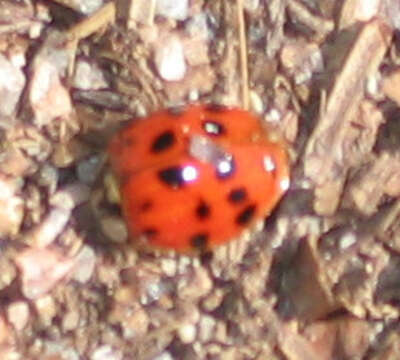 Image of Harmonia axyridis (Pallas 1773)