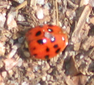 Image of Harlequin Ladybird