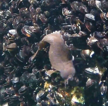 Image of Tasmanian Blenny