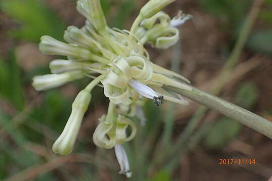 Image of Drimia sphaerocephala Baker