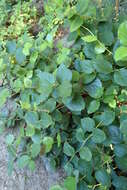 Image of salal