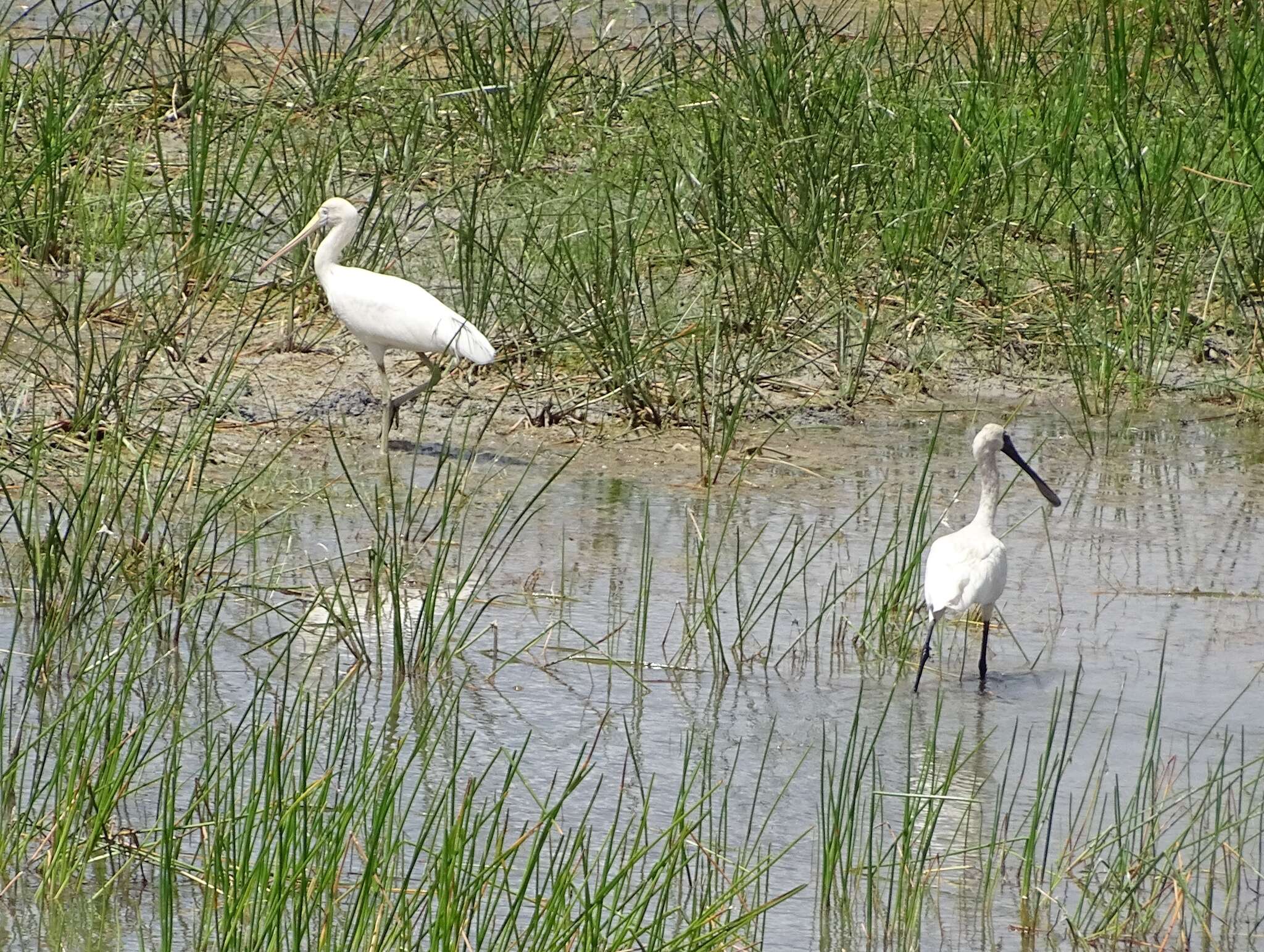 Imagem de Platalea flavipes Gould 1838