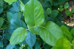 Image of salal