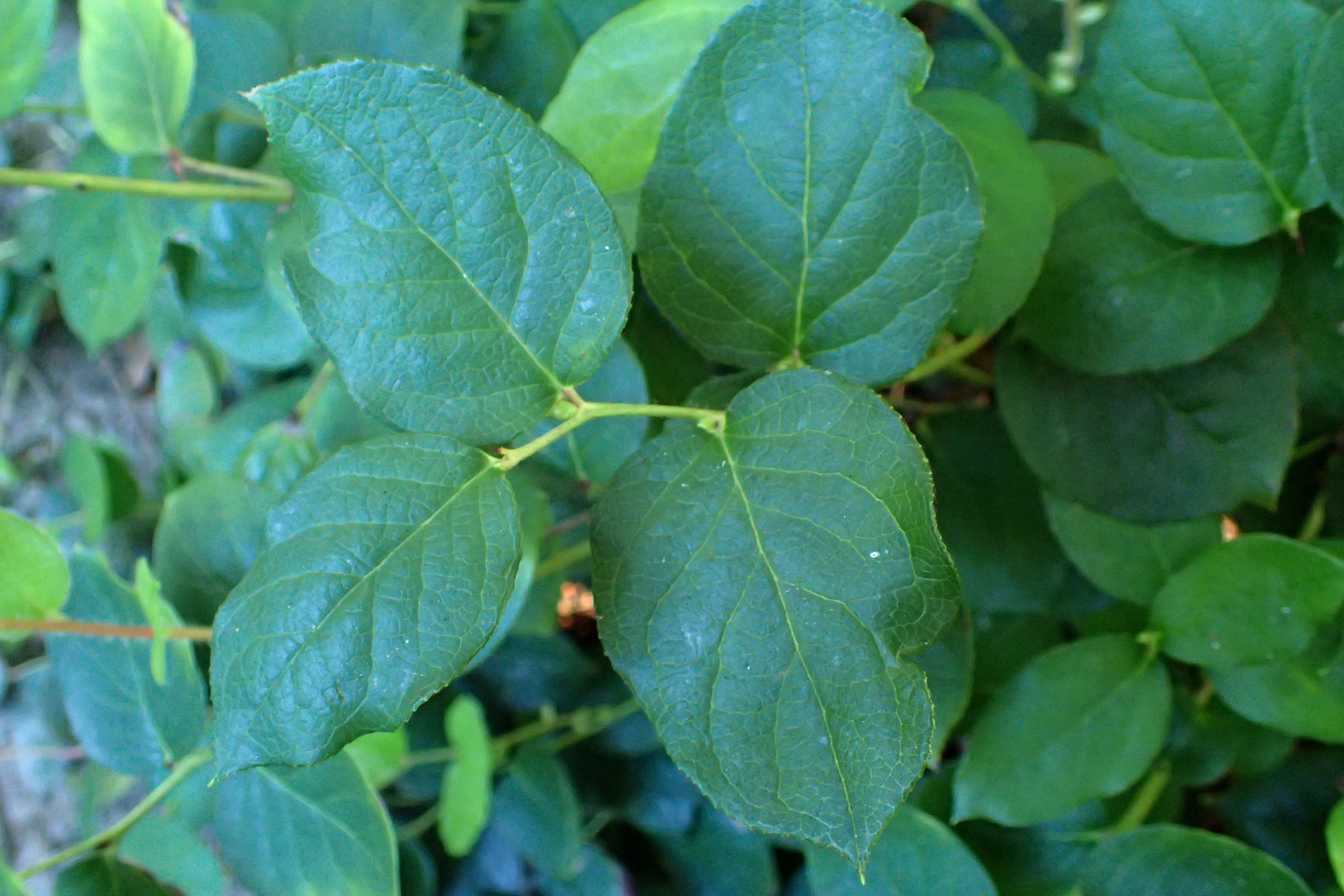 Image of salal