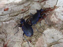 Image of Blue Ground Beetle