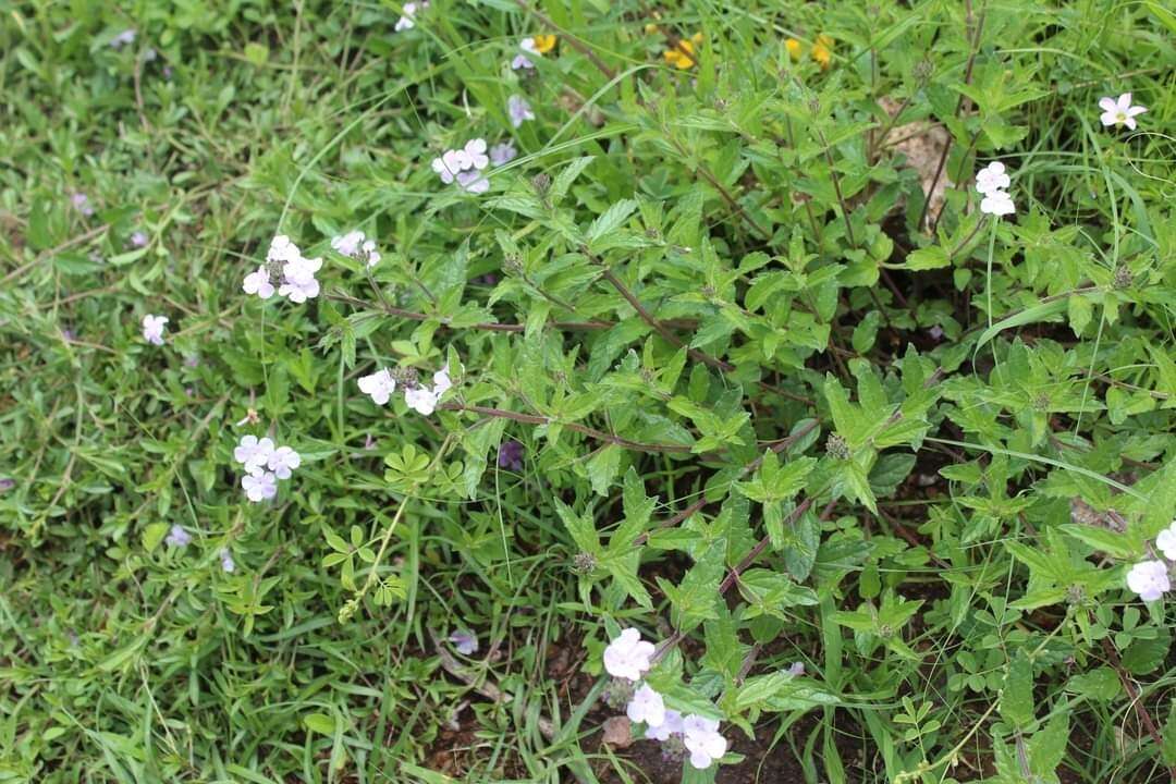 Image of Priva grandiflora (Ortega) Moldenke