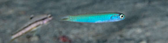 Image of Blacktail goby