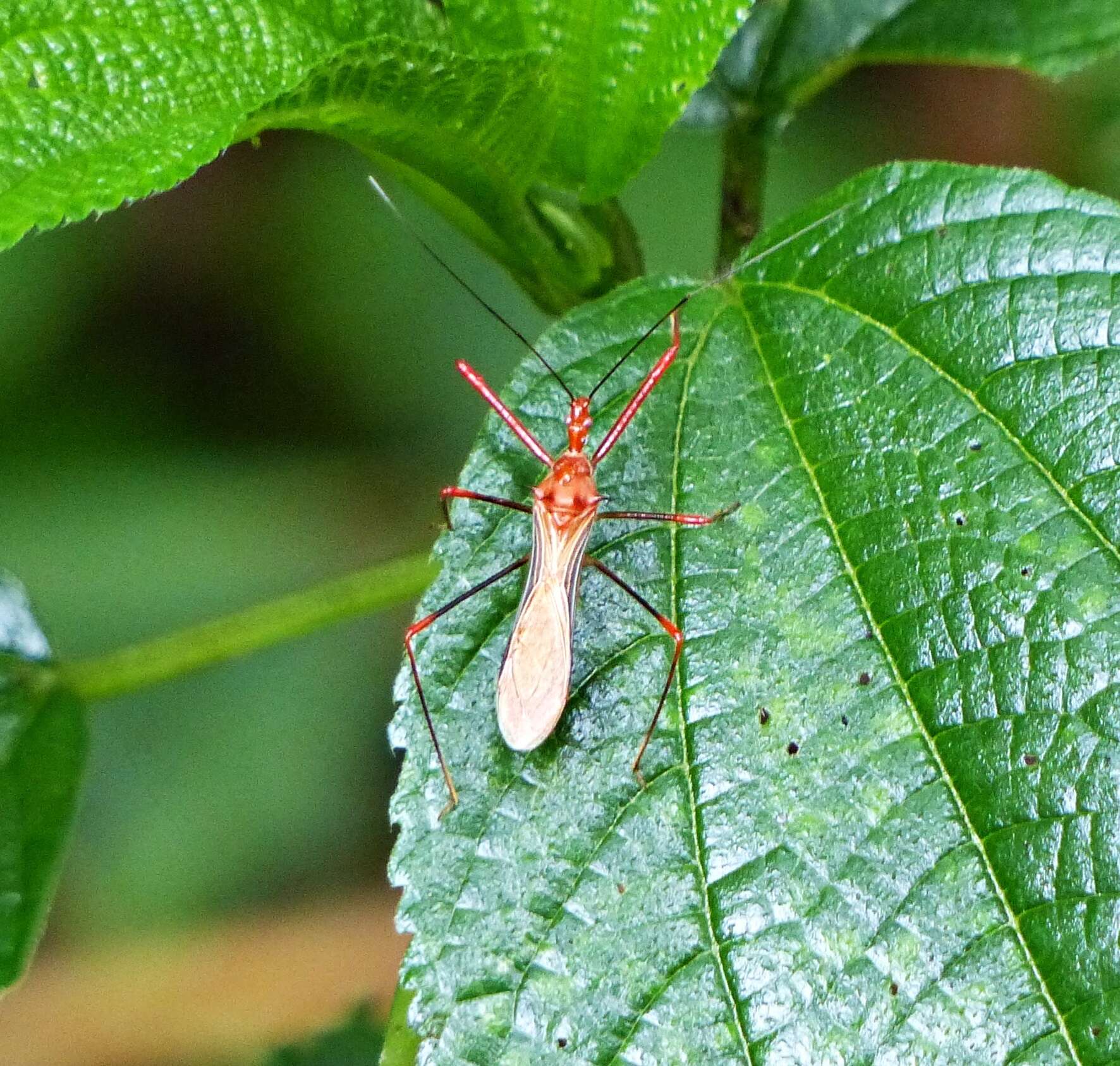 Image of Ricolla quadrispinosa (Linnaeus 1767)