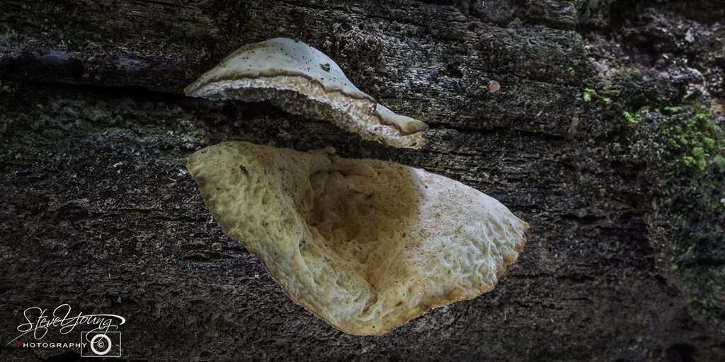 Image of Auricularia delicata (Mont. ex Fr.) Henn. 1893