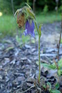 Image of Bearded Bellflower