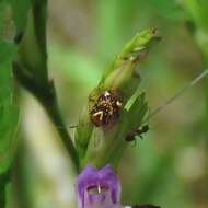 Horciasoides nobilellus (Berg 1883)的圖片